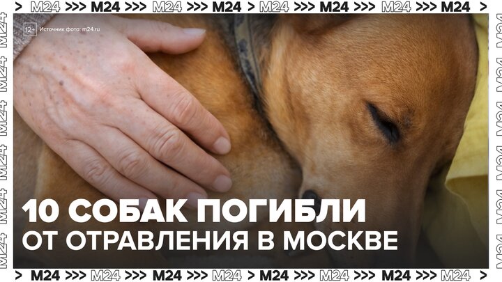 Около 10 собак погибли от отравления в Москве и Подмосковье - Москва 24 смотреть онлайн