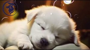 Relax для щенков. Колыбельная.