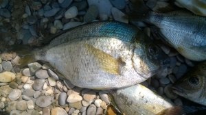 Бомбарда Tict, ловля на бомбарду Tict, монтаж бомбарды