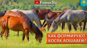 🐎Разведение лошадей. Технология формирования новых косяков. Сколько кобыл на одного жеребца?
