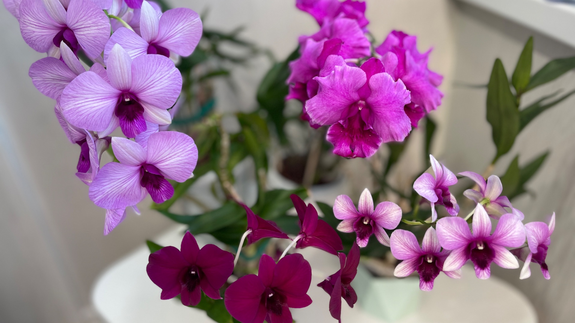 Цветение дендрофаленопсисов Pink Lady и другие смотреть онлайн