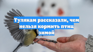 Биологи разъяснили тулякам, чем нельзя кормить птиц зимой