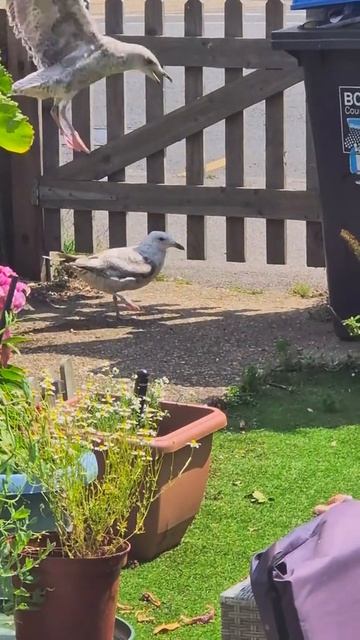 Чайка залагала смотреть онлайн