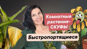 Быстропортящиеся комнатные растения. Растения-скуфы