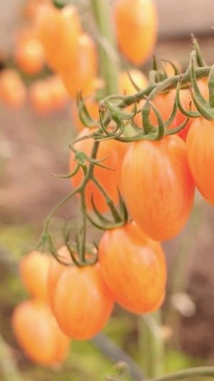 Великолепный сорт!