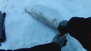 РЫБАЛКА В ГЛУХОЗИМЬЕ.ЛОВЛЯ ЩУКИ НА ЖЕРЛИЦЫ.