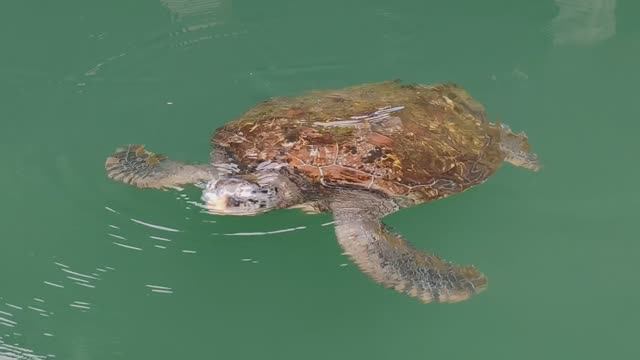 [Гл.8] Бесплатные Черепахи!!! Юго-Восточная сторона Ко Чанг. Отель Parama Koh Chang.