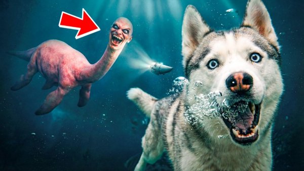 ТАЛАССОФОБИЯ СУЩЕСТВУЕТ!! МЫ НАШЛИ ЕГО!! Хаски Бандит Говорящая собака
