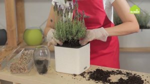 ЛАВАНДА. Как правильно ухаживать и пересадить. Советы опытного флориста