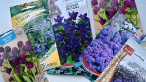 Однолетники в синей гамме