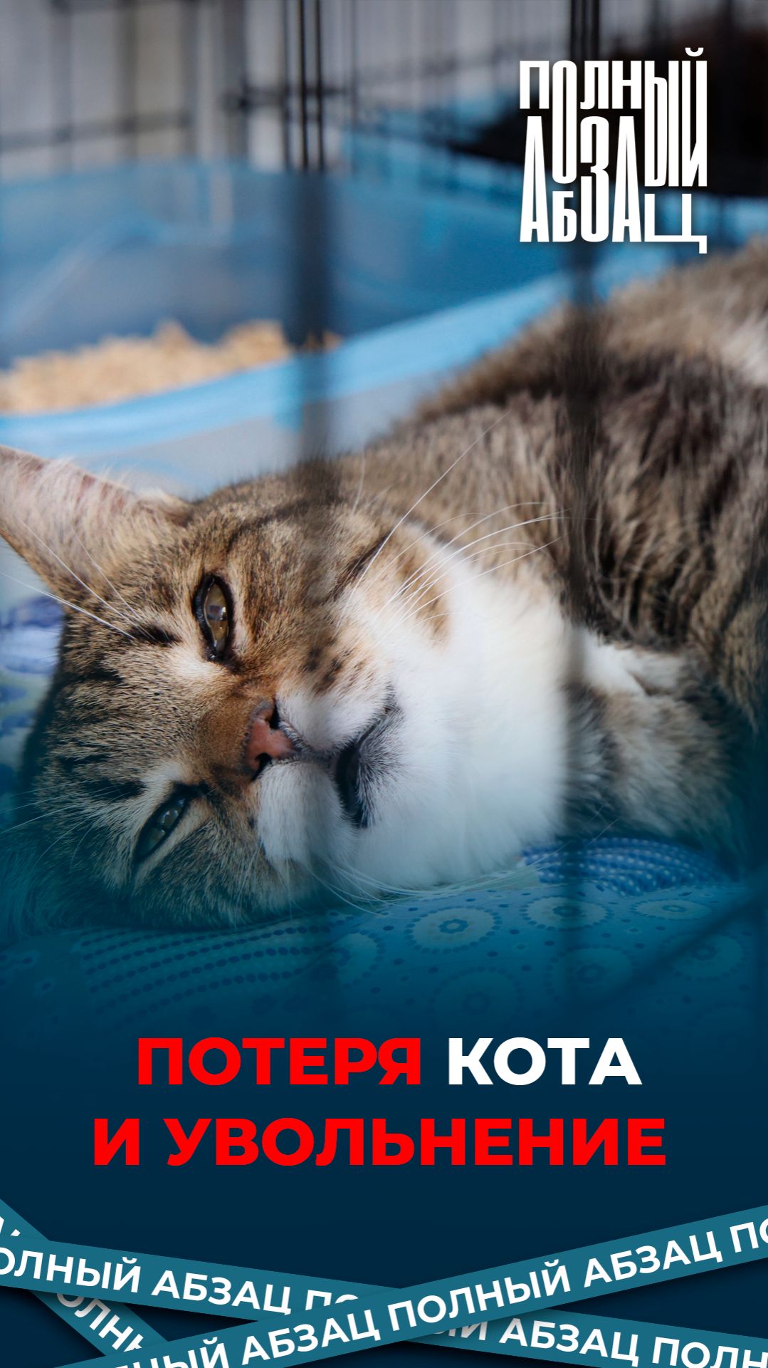 Потеря кота и увольнение смотреть онлайн