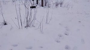 Собачка на природе зимой VID_20260130_112654