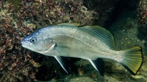 горбыль и каранксы и стаи рыб.