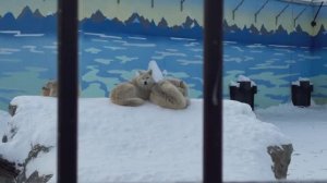 Репортаж из Пермского зоопарка