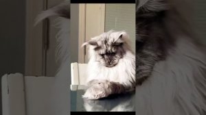 весёлая подборка под SONIC MUSIC Nah-Neh-Nah