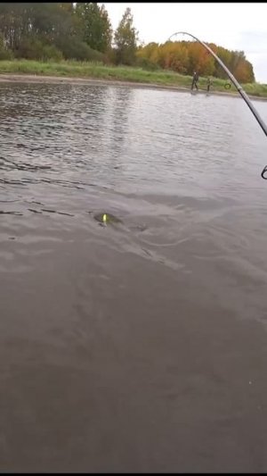 Случайно забагрил Леща, а его уже окрестили...