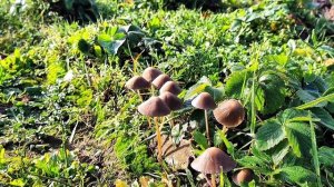 Завораживающие поганки на грядках