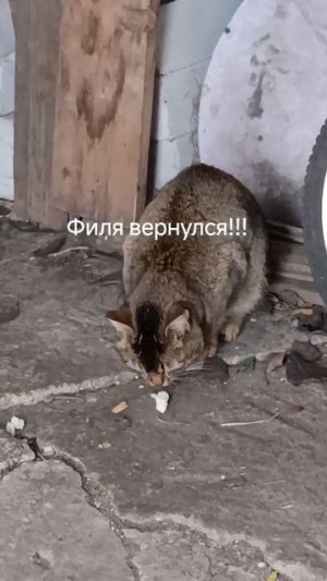 он всегда вернётся!!!