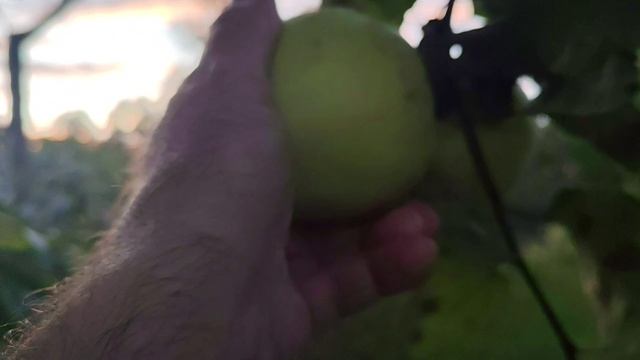 Антоновка обыкновенная - старинный сорт яблони смотреть онлайн