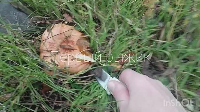 ✅Грибной сезон в Крыму продолжается.Небольшой улов.Закатала царские грибы. смотреть онлайн