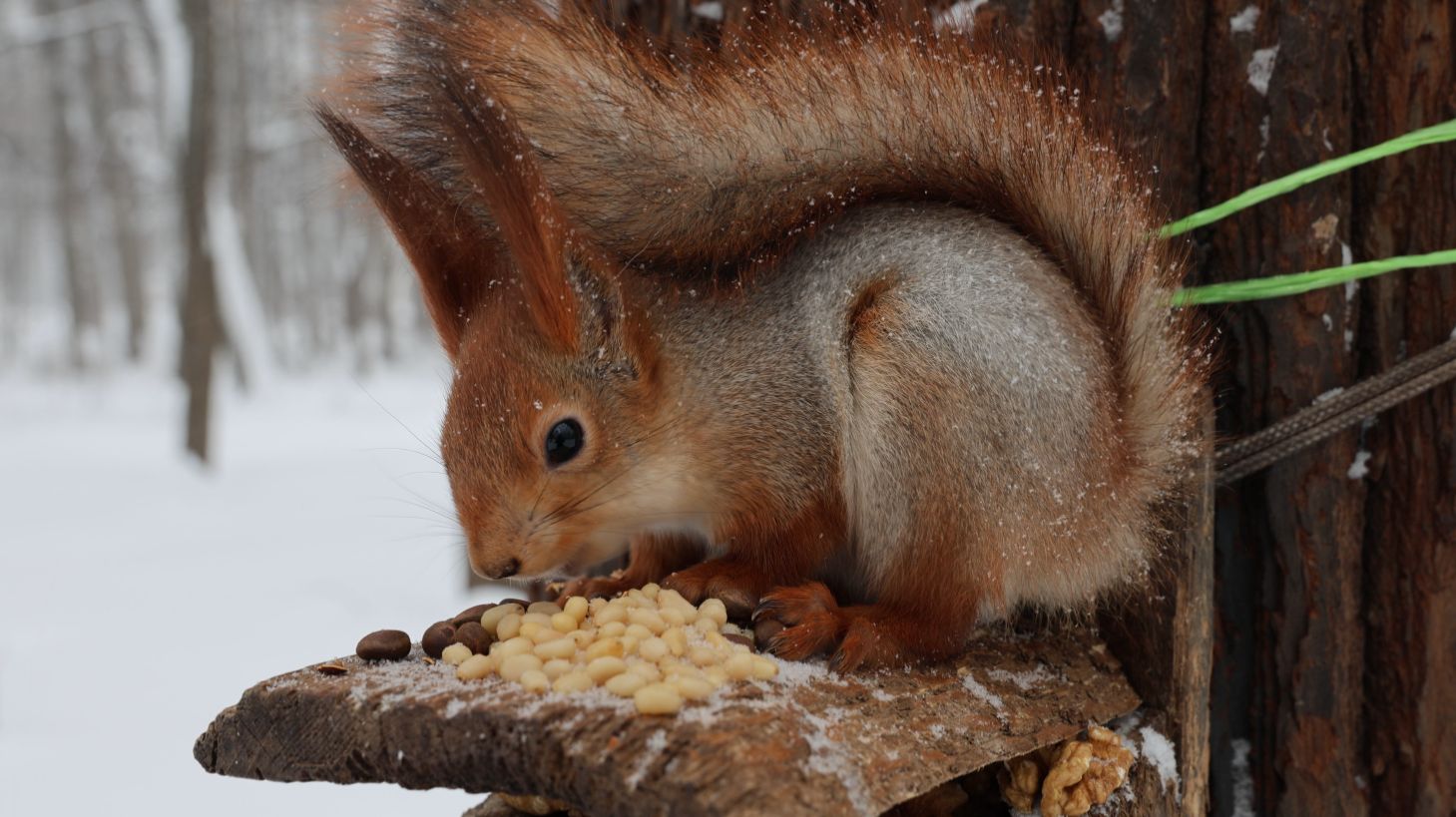 Пищуха. Белка. И кормушка. Зарисовка смотреть онлайн
