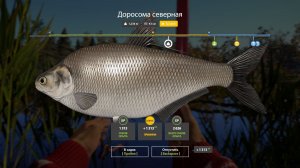 Русская Рыбалка 4 Трофей (Доросома северная) оз. Лосиное