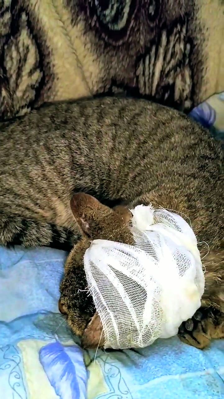 Боремся с болезнью кота! Максик посещает врача в переноске! 😿 #кот 30-01-2026 смотреть онлайн