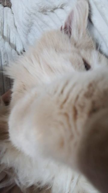 Мои домашние коты смотреть онлайн