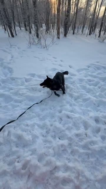 Две чёрные сестрички