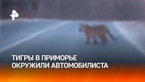 Тигры окружили автомобилиста в Приморье