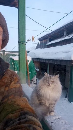 3 недели морозы и Сибирский кот.