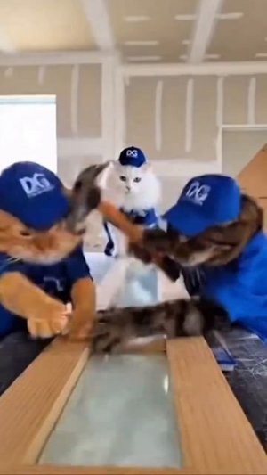 Ржачные видео про котов