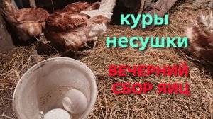 Жизнь в деревне Курятник оттаивает после морозов Куры занеслись