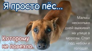Продал дом/оставил собаку на улице в мороз /пёс замерзал/ голодал/заболел/Помогите спасти собаку!