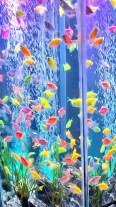 Идея оформления простого аквариума с тернецией Гло смотреть онлайн
