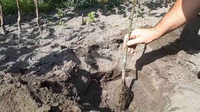 Как посадить дерево (саженец груши) смотреть онлайн