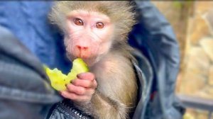 Люся МОМЕНТАЛЬНО ПРИТИХЛА услышав ссоры между гамадрилами своей стаи!