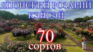 Розарий Кейсей 70 сортов за 60 минут!