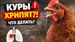 🐔 Куры хрипят и тяжело дышат — что делать и чем лечить / 🐔😮💨 Почему куры хрипят? Болезни, уход