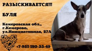 Пропала собака! БУЛЯ. Кемеровская обл, г.Кемерово