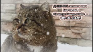 ДНЕВНИК лесного кота БАРСИКА: «В канун Рождества!»  - 6 января 2026 года