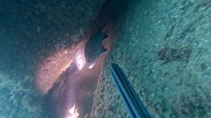 Подводная охота на горбыля в скальных убежищах