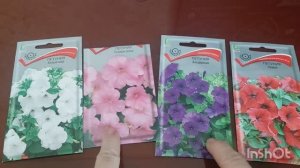 Петуния, посев на рассаду.