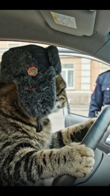 shorts кот и инспектор ДПС смотреть онлайн