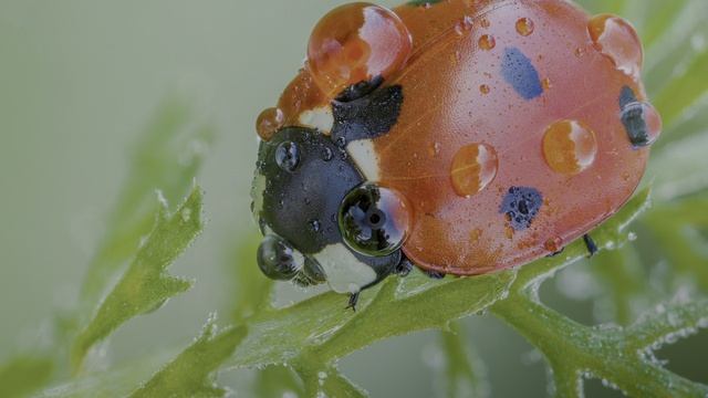 Dolby Vision x Макро: искусство контраста смотреть онлайн