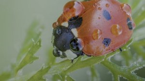 Dolby Vision x Макро: искусство контраста