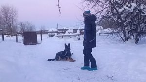 немецкая овчарка Дик Найт Эль'Тайм Лунгун