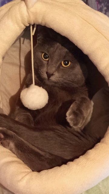 Кот Атос отдыхает в лежанке с игрушкой! #shorts #котатос #животные #кошачийотдых #коты смотреть онлайн