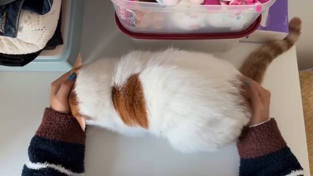 У вас кот не заводится смотреть онлайн