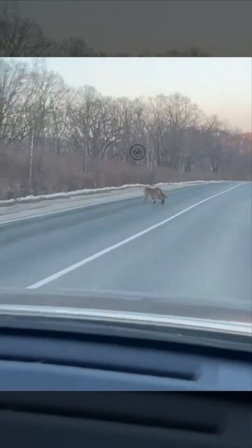 В Приморье водитель встретил двух тигров на трассе между Зарубино и Славянкой.